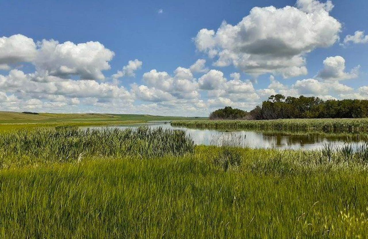 Saskatchewan wetland, Summer 2020