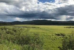 COP26 shines a spotlight on boreal peatlands