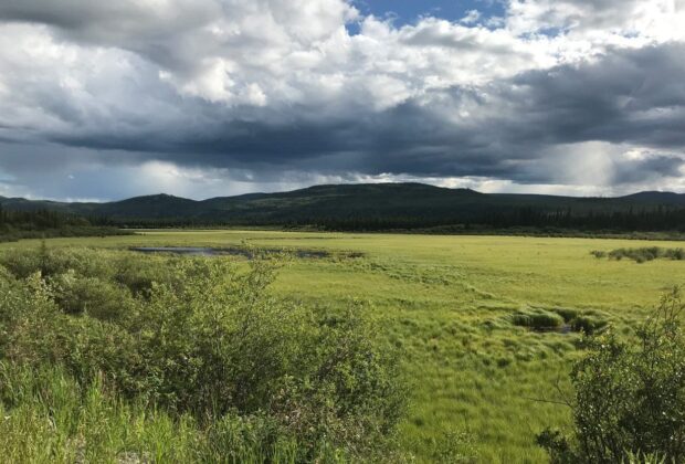 COP26 shines a spotlight on boreal peatlands  