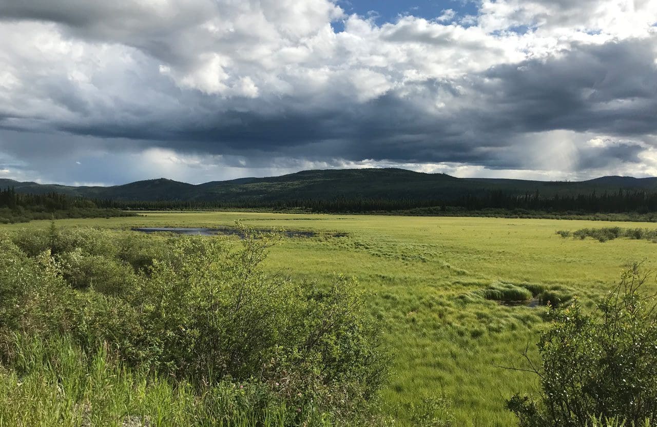 boreal wetland - Summer 2020