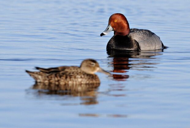 Redhead drake and blackwing teal hen