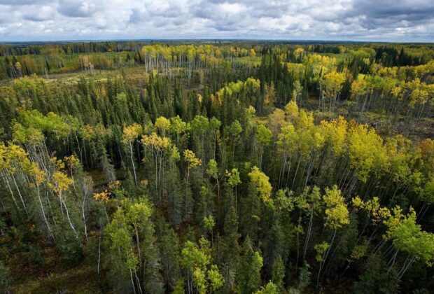 Celebrating collaborative efforts in the boreal forest