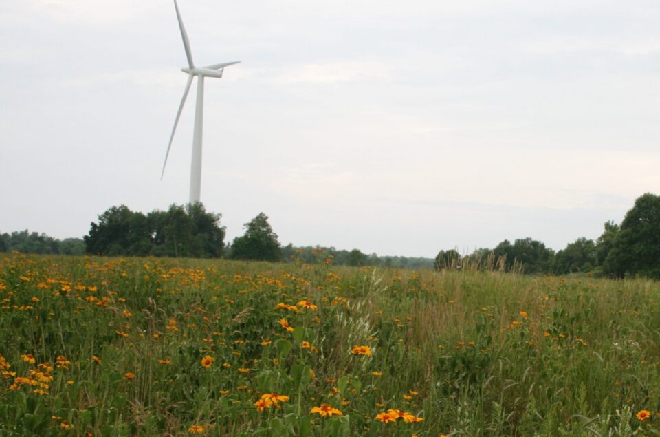 Restore wetland