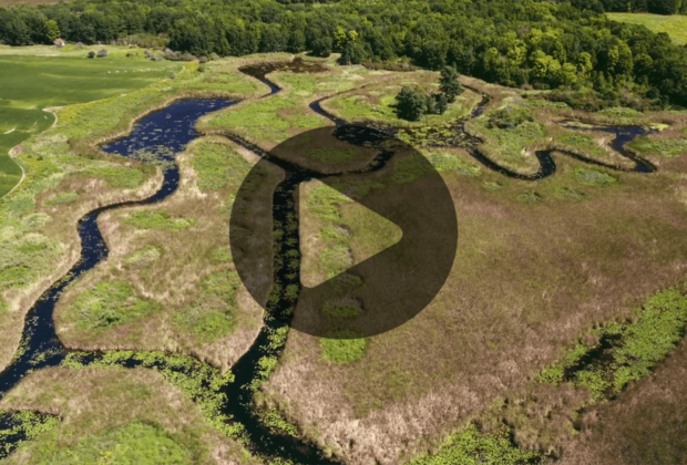 Fish and waterfowl flock to new habitat