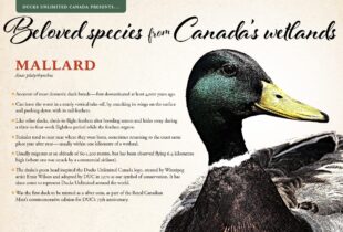 Beloved species from Canada’s conserved wetlands