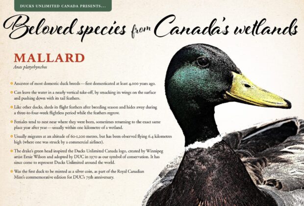 Beloved species from Canada’s conserved wetlands