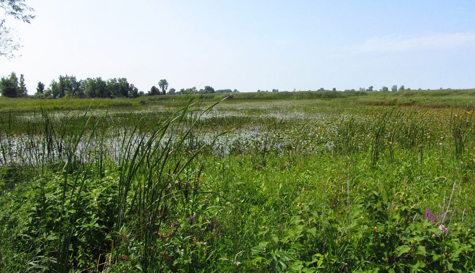 SUPPORT FOR SPECIES AT RISK