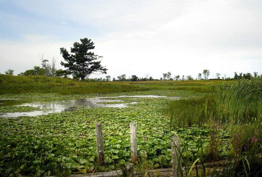 DUC’s Atocas Bay project is an oasis for wildlife in an area threatened by development. This site will be dedicated as the Claire-Louise Atocas Bay Conservation Project. 