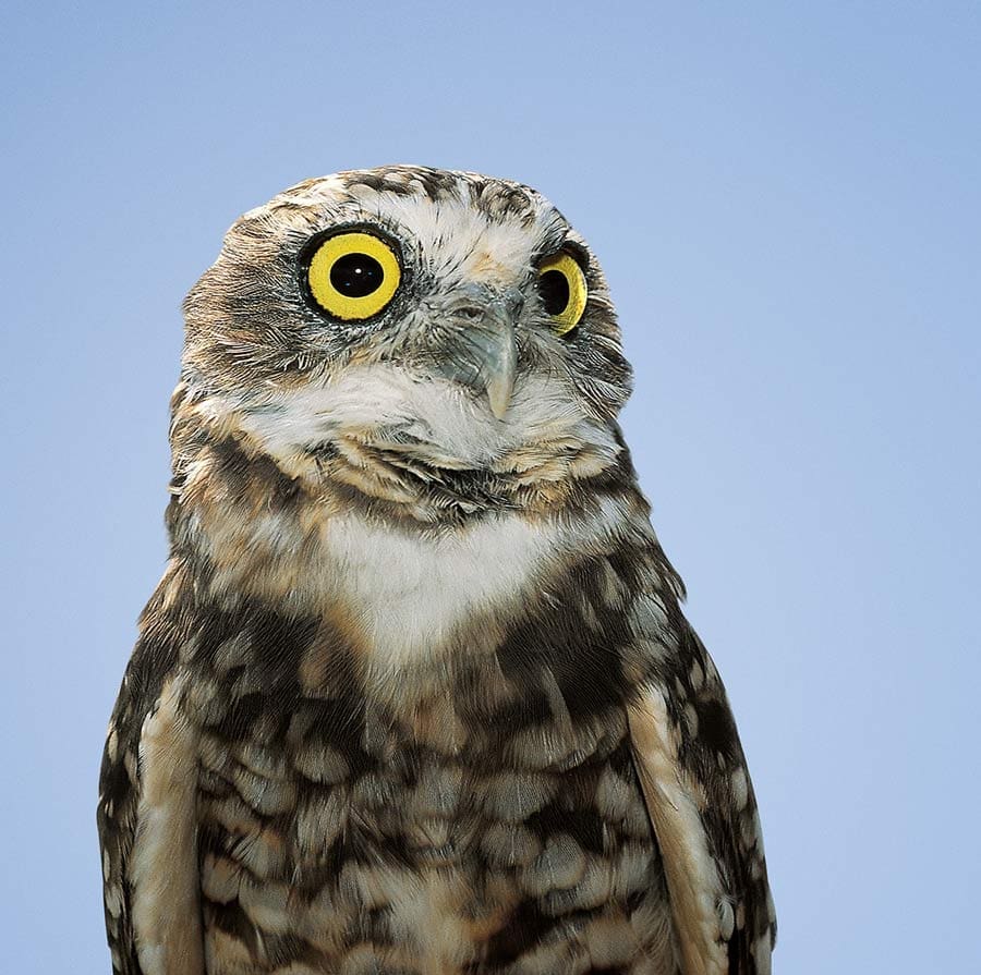 Burrowing owl