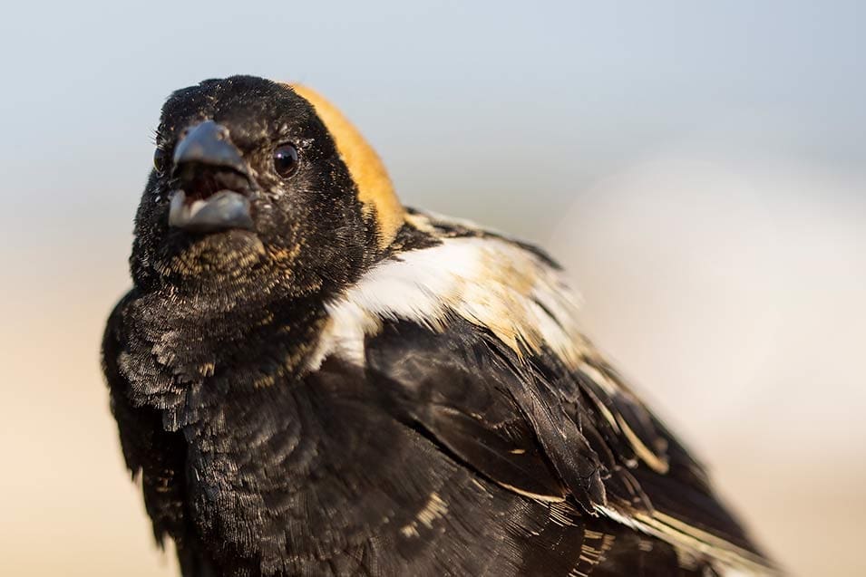 Bobolink