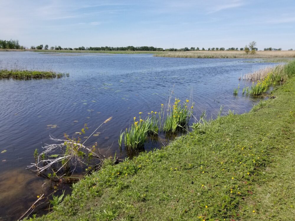 Ducks Unlimited Canada Celebrates Purchase of St. Luke’s Marsh on Lake St. Clair