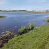 Ducks Unlimited Canada Celebrates Purchase of St. Luke’s Marsh on Lake St. Clair