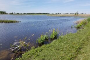 Ducks Unlimited Canada Celebrates Purchase of St. Luke’s Marsh on Lake St. Clair