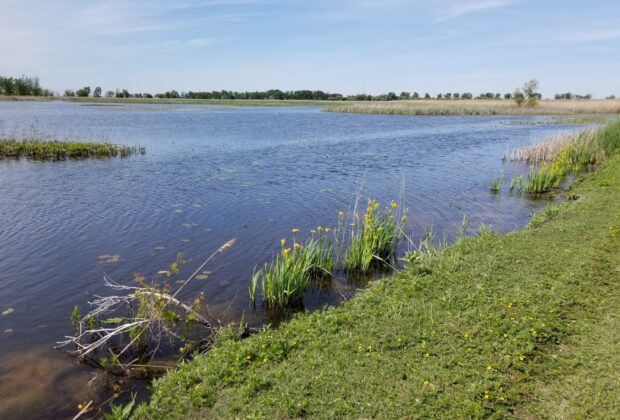 Ducks Unlimited Canada Celebrates Purchase of St. Luke’s Marsh on Lake St. Clair