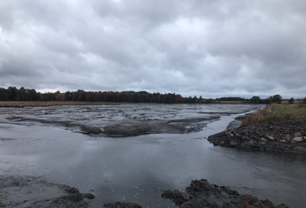 Exposed mudflats during low tide after breaching the dike. 
