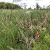 Conserving habitat with a history