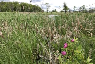 Conserving habitat with a history