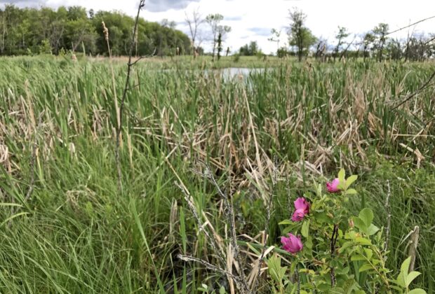 Conserving habitat with a history