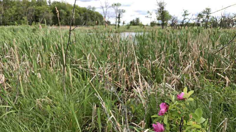 Conserving habitat with a history