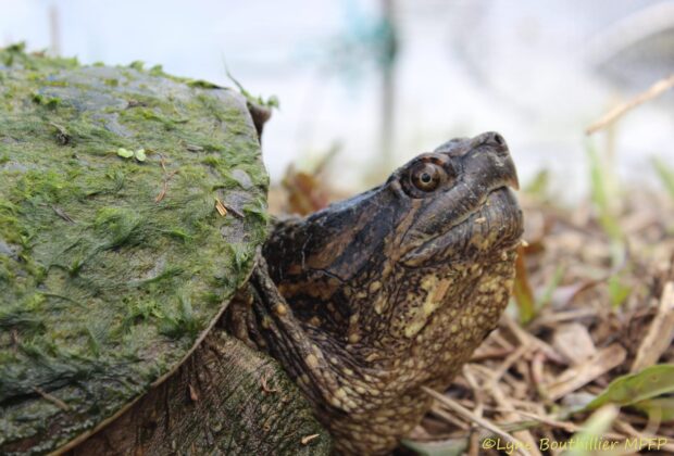 Partnership protects the amazing Digue-Aux-Aigrettes Marsh