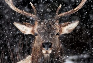 Explore your inner wild