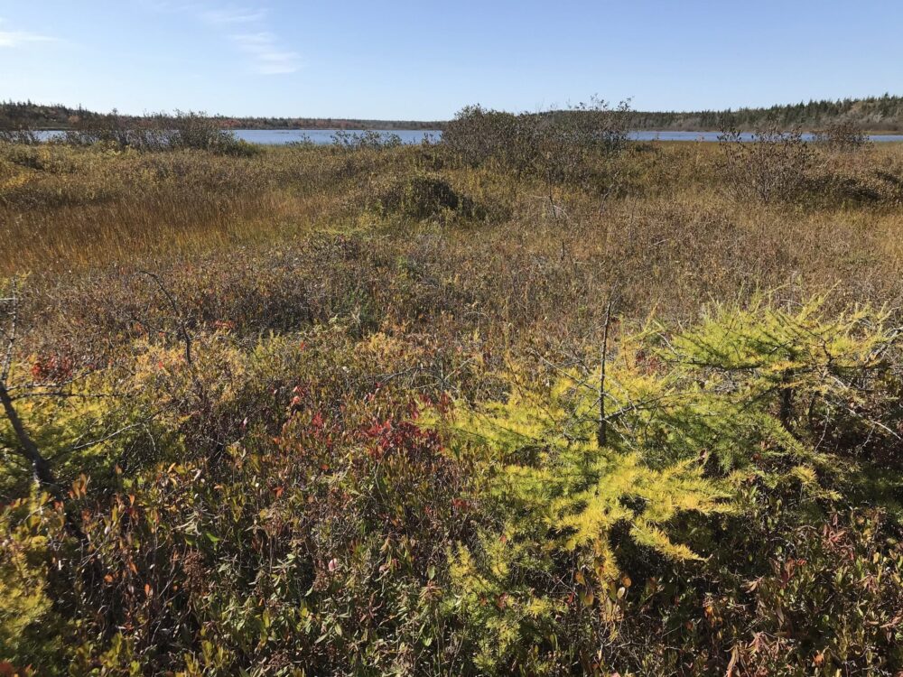 This bog sits between Morrison Lake and the surrounding upland. 