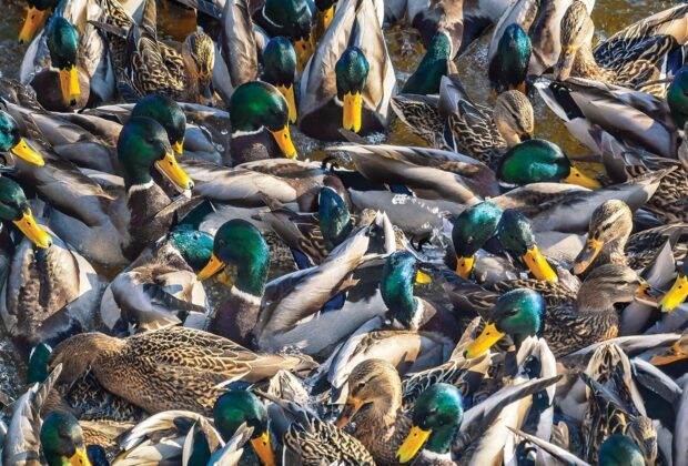 Mallards and measurement