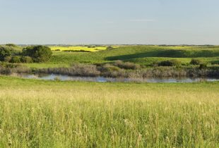 Wetland