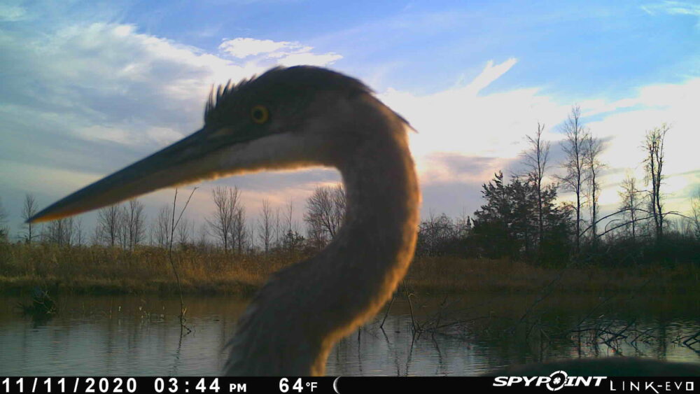 Wildlife Discover the New Wetland at Lennox Generating Station