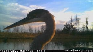 Image of great blue heron from trail camera