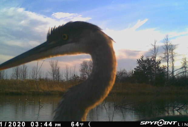 Wildlife Discover the New Wetland at Lennox Generating Station