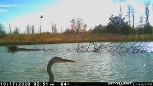 Great blue heron &amp; kingfisher