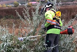 Worker getting rid of Russian Olive plant