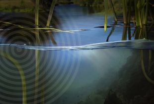 Wetland with reeds