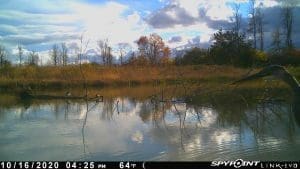 Great blue heron &amp; geese