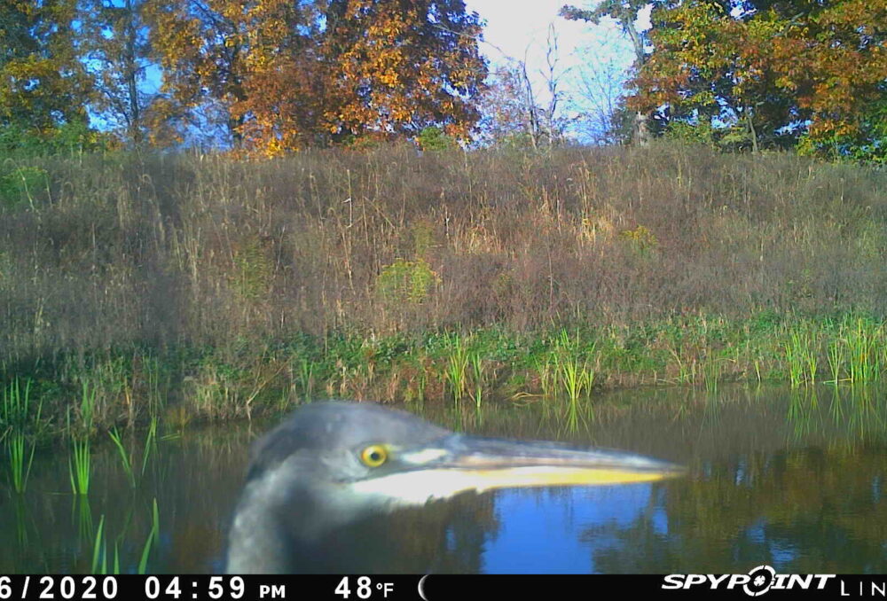 Great blue heron