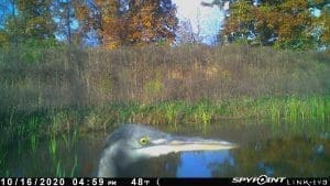 Great blue heron