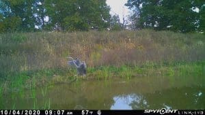 Great blue heron landing