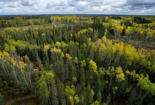 Boreal forest