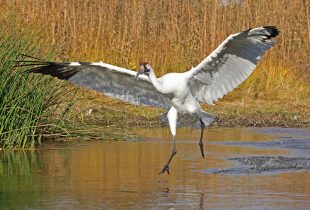 Whooping crane at Frank Lake