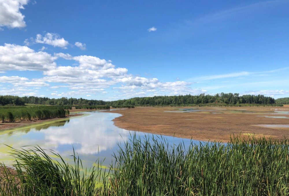  Main watercourse channel and mudflats at Wallace Bay, pre-construction