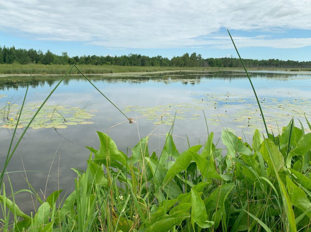 Large-scale wetland restoration can reverse the downward trend of habitat loss and even turn it around to a net gain on the landscape.