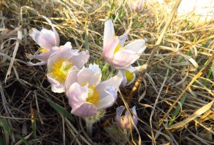 White flowers blooming