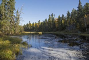 Boreal wetlands