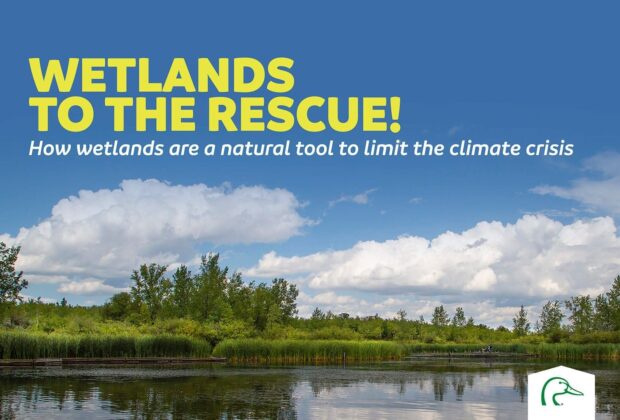 Wetlands to the Rescue