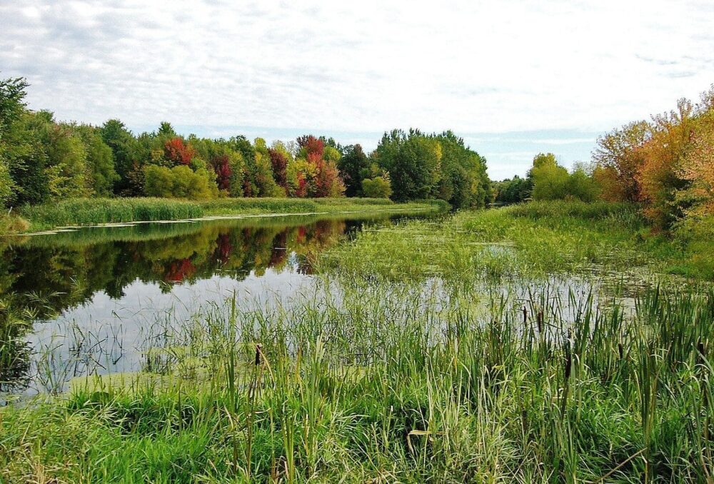 New legislation will improve wetland management and prevent net loss across Quebec wetlands.