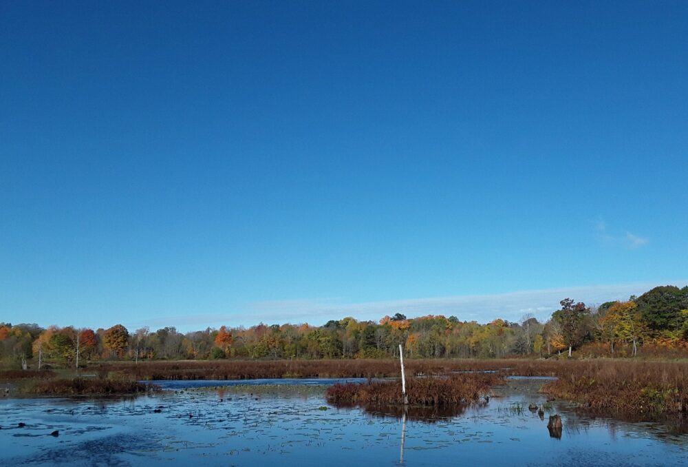 The McDougall Wetland Project