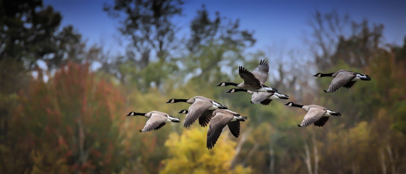 The 49-acre (20-hectare) McDougall Wetland Project is at the back of the Kendall property in Frontenac County north of Lake Ontario, a priority region for waterfowl conservation.