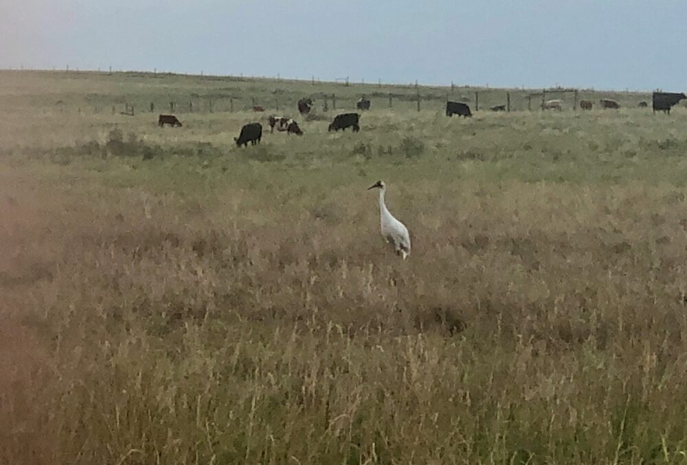 Birdwatchers and nature enthusiasts were excited to spot this whooping crane near Camrose, Alta., in the summer of 2020.