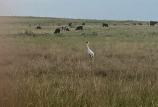 Rare bird sighting is evidence that conservation matters